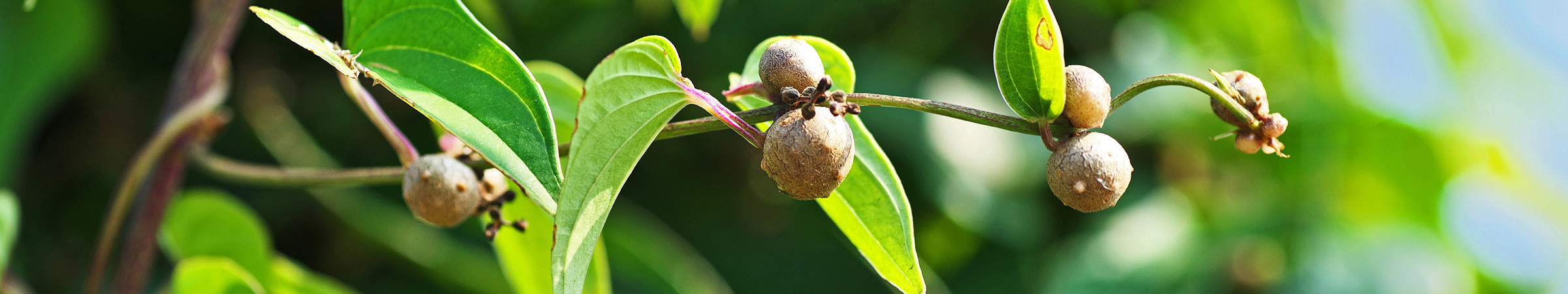 おとべ農産合同会社