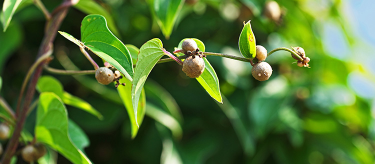 おとべ農産合同会社
